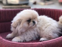İmperal pekinez köpeğimiz