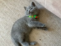 EVİNİZE NEŞE GETİRECEK YAVRU KEDİLER