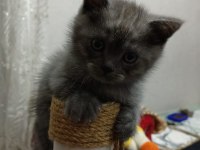 British shorthair erkek yavrular