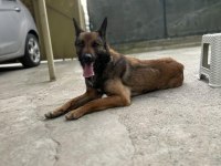 BELÇİKA KURDU HERAYA YENİ YUVAR ARIYORUM