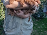 TOY POODLE BEBEK KÖPEKLER