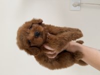 Maltipoo Lekesiz 