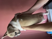 Blue fawn french bulldog
