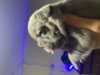 MAVİ GÖZLÜ BLUE FRANSIZ BULLDOG