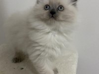 KALİTE İSTEYENLERE ÖZEL BRİTİSH SHORTHAİR KEDİLER