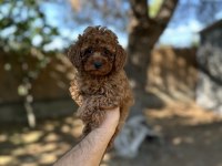 Sağlık ve ırk garantili toy poodle yavrularımız 