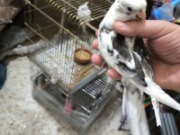 Sultan papağanı yavruları 2 aylık