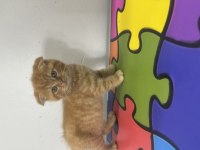 Scottish fold erkek yavrular yeni evleri için hazır