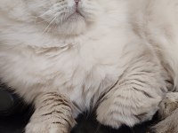 Orjinal erkek british longhair