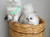 Okyanus gözlü silver point british longhair yavrular