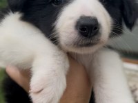 Çok Özel Son 2 Yavru Köpeğimiz