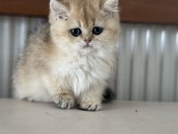 Show kalite golden british shorthair ve longhair yavrular
