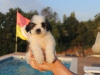 Sevimli Shih Tzu Yavrusu Sağlıklı, Erkek ve Dişi