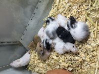 BEBEK YAVRU VE YETİŞKİN SURİYE -GONZELES HAMSTERLAR