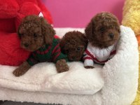 Red brown toy poodle yavrular