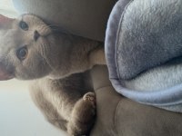 British shorthair lilac yeni yuvasını arıyor
