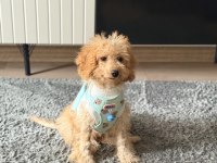 4 Aylık Erkek Maltipoo Tüm Aşıları Var