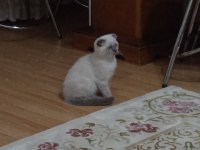Scottish fold