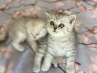 Kedime Eş Arıyorum (Scottish Fold Olmamalı)