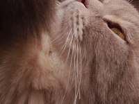 Bal gibi uygun scottish fold