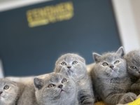 TOP KAFA SCOTTISH FOLD YAVRULAR ANKARA MAĞAZAMIZDA