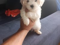 Safkan maltese terrier yavruları
