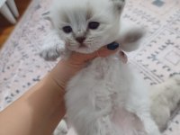 Safkan british longhair silver point yavrular