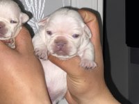 Krem platinyum french bulldog yavrular
