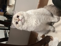 SAFKAN BRİTİSH SHORTHAİR DİŞİ YUVA ARIYOR