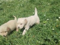 İzmir Golden Retriever Yavrular