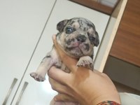 Anatomi harikası french bulldog yavrular