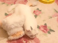 Kedi prens bal scottish fold