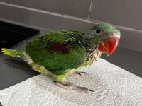 Bebek alexander maşallah el bebek