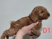 Uygun Fiyat Poodle Yavrular Yer Sıkıntısından