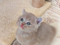 LİLAC ERKEK VE DİŞİ YAVRU KEDİLER