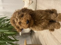 Toy poodle 3,5 aylık