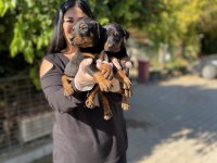 Üst kalite king doberman yavrularım