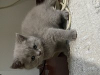 Dişi british shorthair yuva arıyor