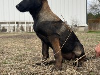 Malinois enerji ve heyecan belçika kurdu