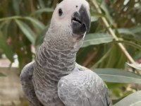 Bebek Jako Papağanı