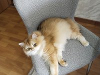 N11 british longhair oğluma eş arıyorum