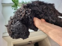 2 erkek toy poodle