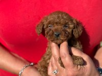Büyümeyen Aşılı Wc Eğitimli Premıum Toy Poodle