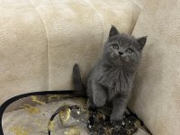 A kalite safkan british shorthair dişi erkek