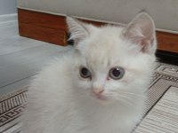 A kalite blue point ve scottish fold bebekler