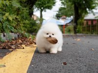 Pomeranian Boo Mini Ayıcık Yavrularımız