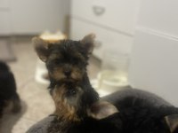 Wc eğitimli safkan yorkshire terrier bebekler