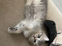 2 aylık british shorthair yavruları