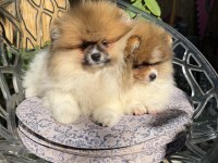 Saf kan Pomeranian boo dişi party color