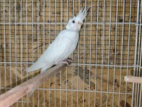 Yeni Eşleme Sultan Papağanı Albino Takım